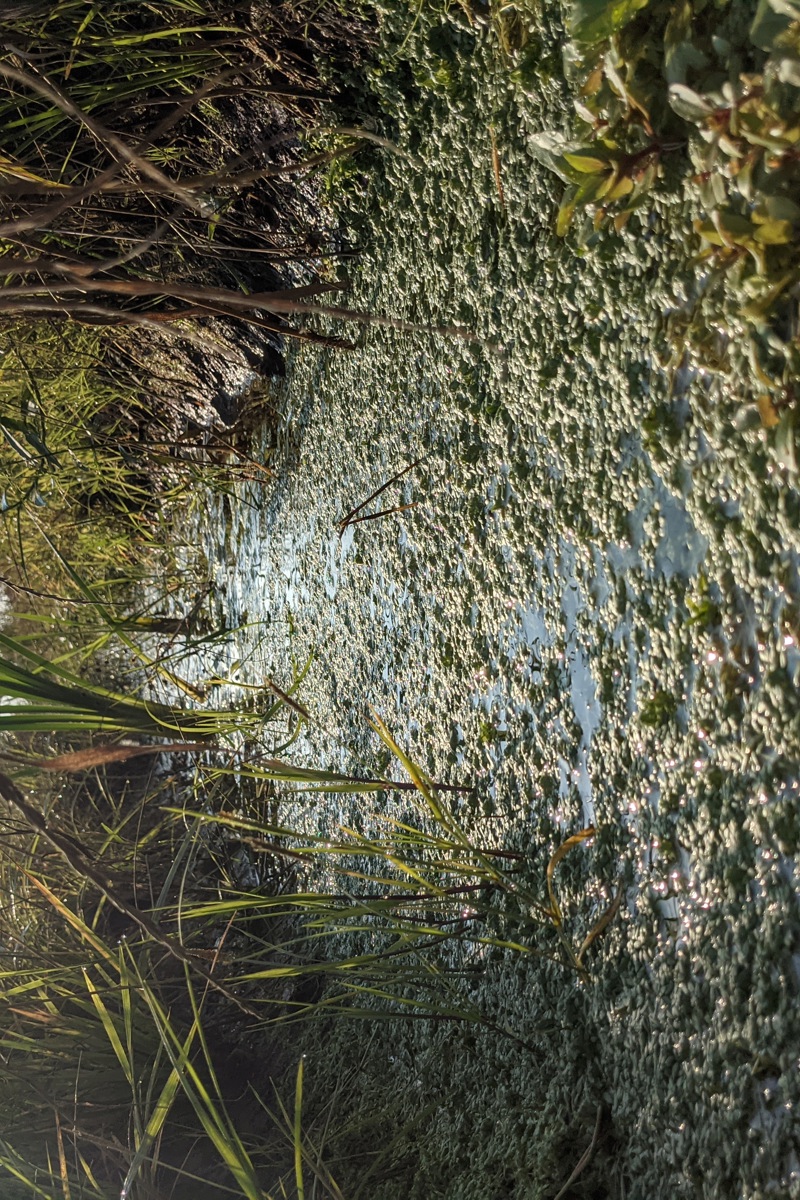 a swale