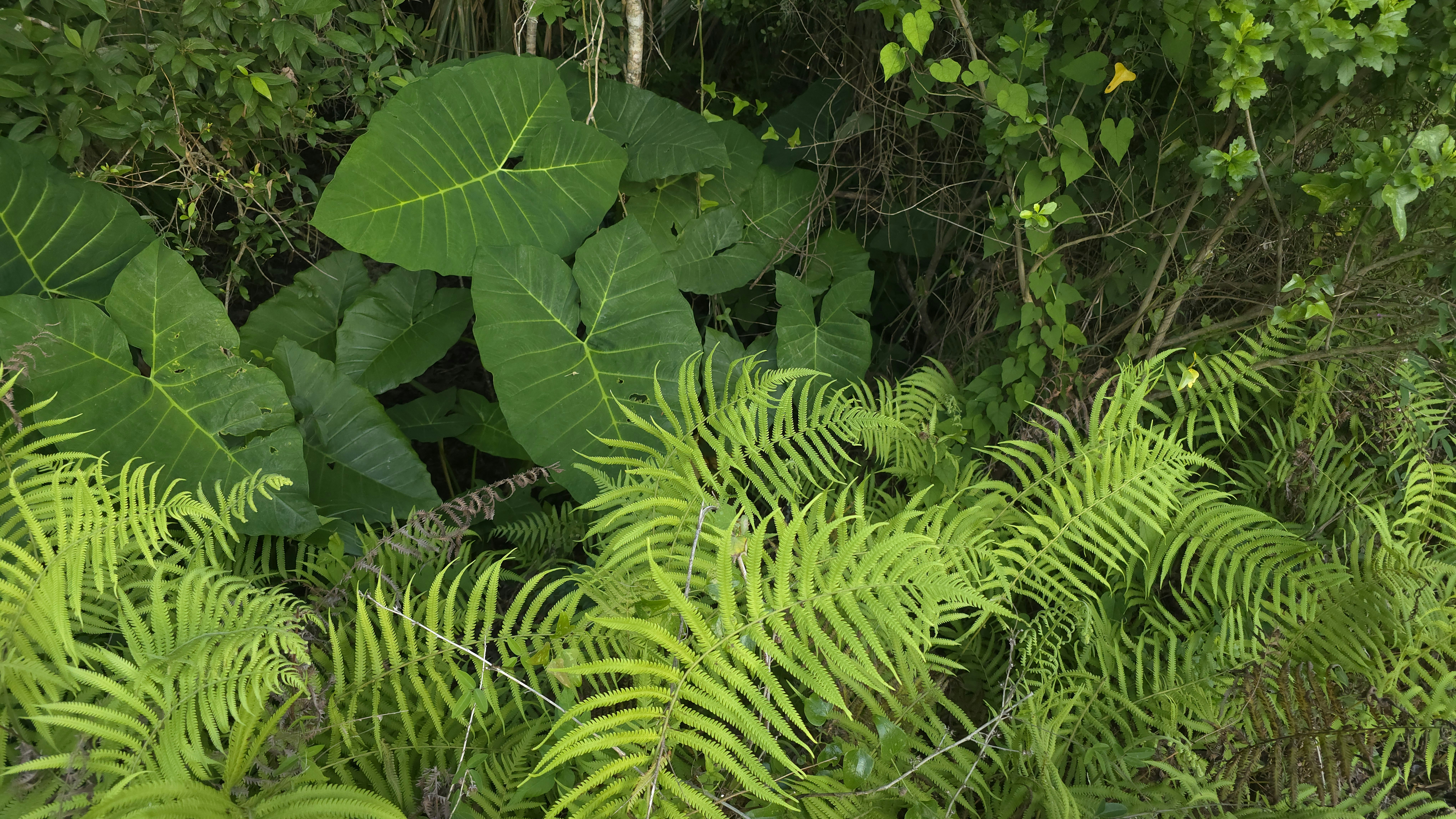 a rain garden