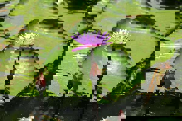 Ilustrační obrázek článku 'Biotop Kytín'