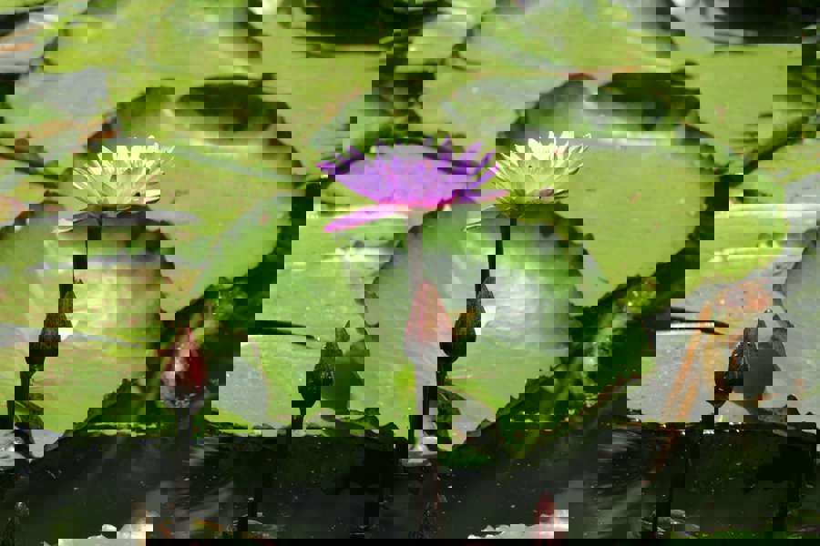 Obrázek pexels-raje-783116.jpg